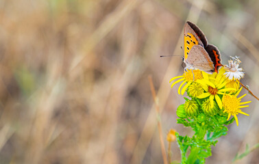 A Bronze Copper or lycaena hyllus butterfly