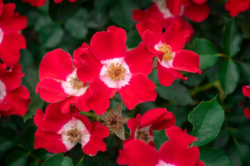 Nice  rose flowers with bokeh anf free space for text, nature, flora anf gardening macro, freshness  and summer time