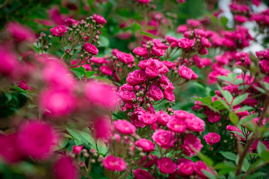 Nice  rose flowers with bokeh anf free space for text, nature, flora anf gardening macro, freshness  and summer time