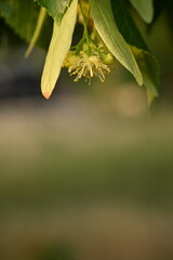 Yellow linden flowers as background, linden leaves shot in close-up, bathed in sunlight. Close-up of yellow flowers and linden leaves in the sunlight reveals captivating beauty