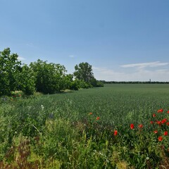 A field of flowers