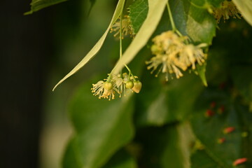 Yellow flowers of the linden tree and leaves, captured in close-up, bask in the radiant sunlight.  close-up view of the yellow linden flowers and leaves in the sunlight reveals the captivating beauty 