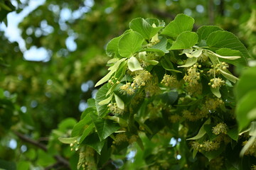 Lime blossoms, blurred background of blooming linden blossoms, bask in the radiant sunlight.  close-up view of the yellow linden flowers and leaves in the sunlight reveals the captivating beauty 