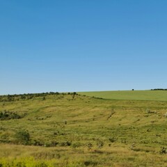 Obraz premium A grassy field with blue sky