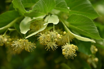 Yellow flowers of the linden tree and leaves, captured in close-up, bask in the radiant sunlight.  close-up view of the yellow linden flowers and leaves in the sunlight reveals the captivating beauty 