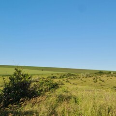 A grassy field with trees