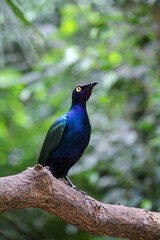 The purple starling. Lamprotornis purpureus