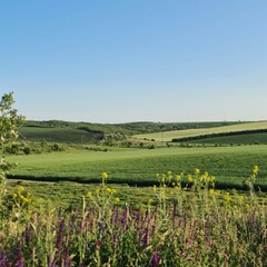 A field with flowers