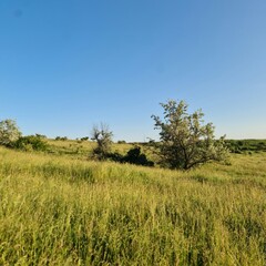 Obraz premium A grassy field with trees in the background