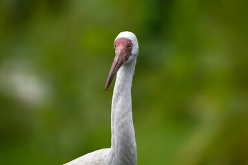 Siberian crane. Leucogeranus leucogeranus. Siberian white crane, snow crane