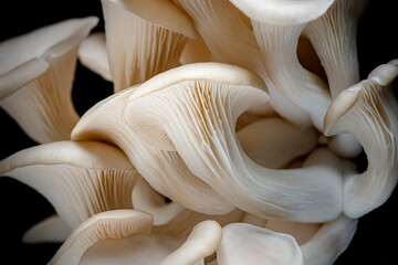 Grey Oyster mushrooms isolated on black background