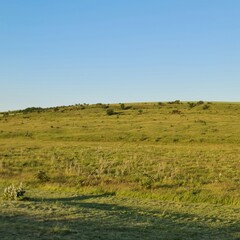 A grassy field with a blue sky