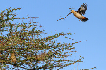 White-Headed Buffalo Weaver