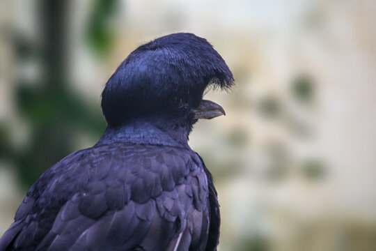 Long-wattled umbrellabird is on a branch in the forest. Cephalopterus penduliger