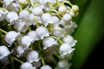 Fototapeta premium bouquet of beautiful lily of the valley flowers with transparent water drops, selective focus, close-up