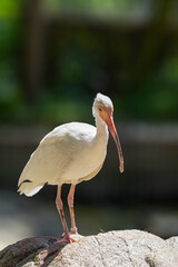 Tiny tropical looking bird called american white ibis. Eudocimus albus