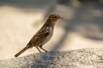 Femaleon the stone sitting on the stone. Passer domesticus