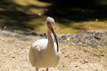 Tiny tropical looking bird called american white ibis. Eudocimus albus