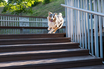 Active and gorgeous blue merle aussie dog running down the stairs outdoors. Cute australian shepherd running on wooden pavement