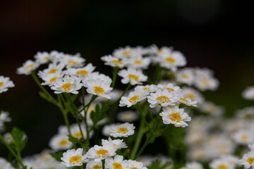 white flowers of Pyrethrum Tanacetum cinerariifolium