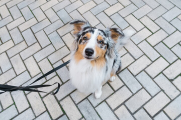 Australian shepherd dog sitting on a pavement. Blue merle tricolor aussie dog sitting on the sidewalk, happy pet