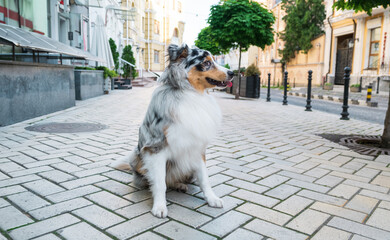 Funny australian shepherd dog sitting on a pavement. Blue merle tricolor aussie dog sitting on the sidewalk in downtown Kyiv