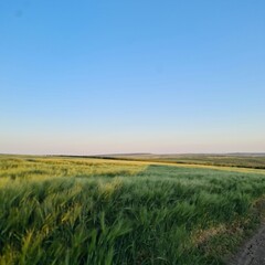 Obraz premium A field with grass and blue sky