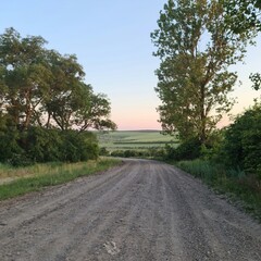 A road with grass and trees on the side