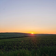 Fototapeta na wymiar A field of grass with a sunset