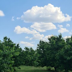 A group of trees with blue sky and clouds