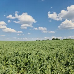 Fototapeta na wymiar A field of green grass