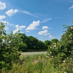 A grassy field with trees and blue sky