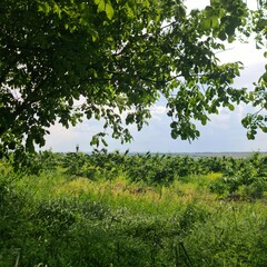 A grassy field with trees