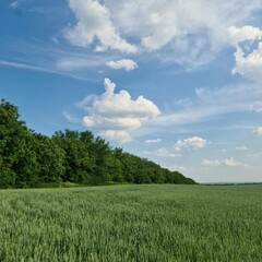 Fototapeta premium A field of grass with trees in the background