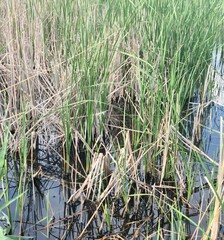 A close-up of some grass