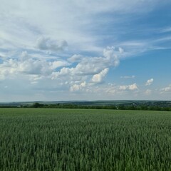 Obraz premium A field of grass
