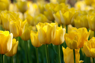 Yellow tulips