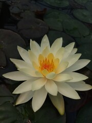 flower, lotus, water, lily, nature, pond, plant
