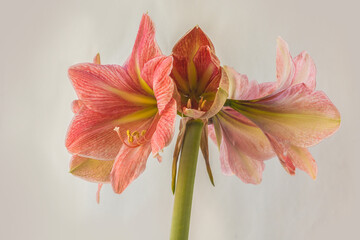 Fototapeta na wymiar Hippeastrum (amaryllis) 