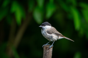 Sikora uboga. Poecile palustris. Titmouse sitting on a stick, beautiful green background.