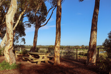 picnic benches amongst eucalyptus trees overlooking the werribee river in morning sunlight