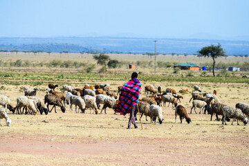 Maasai shepherd watching over his flock