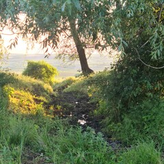 A path with plants and trees on the side