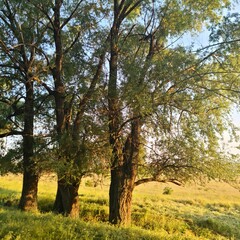 A group of trees in a grassy field