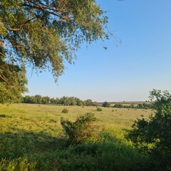 Obraz premium A grassy field with trees in the background
