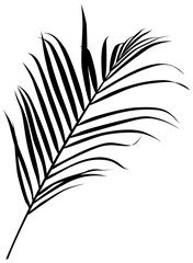Tropical leaf isolated on white. Silhouette plant illustration.