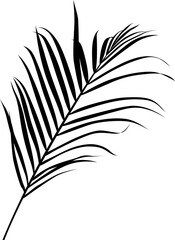 Tropical leaf isolated on white. Silhouette plant illustration.