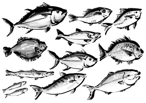 手描きの魚集合イラスト　右向き