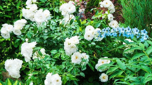 White roses and blue delphinium in mixed border close up photo with copy space. Ideas for combining roses and delphiniums in the home garden. Landscaping ideas.