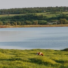 Cows grazing on a field